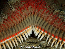 stella's teeth
 by Walter Bassi 